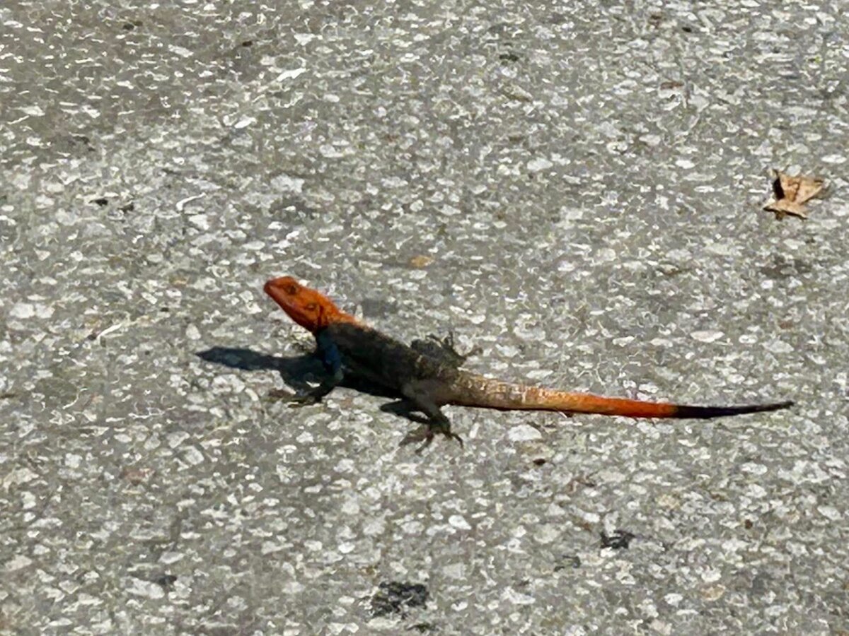 A lizard with a bright orange head, dark blue-black body and orange-and-black tail basks on gray pavement