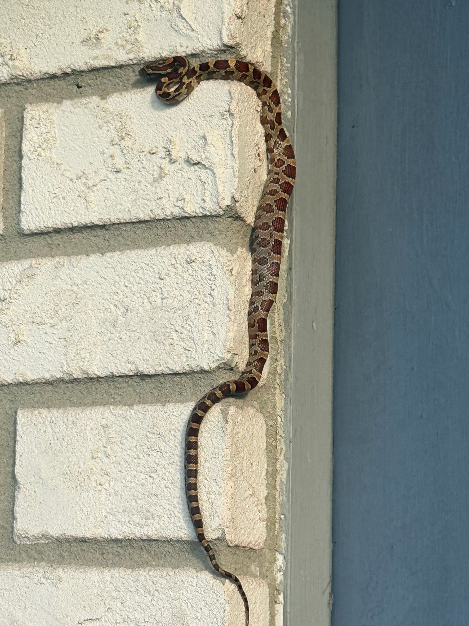 A slender snake with reddish-brown, black-edged blotches on a tan-gray body climbs the corner of a white-painted brick wall beside gray trim