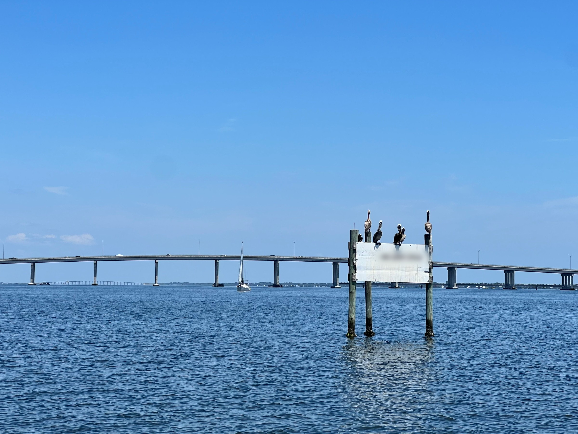 Brown pelicans perched on a sign in the Indian River Lagoon, with the Eau Gallie Causeway and a sailboat behind