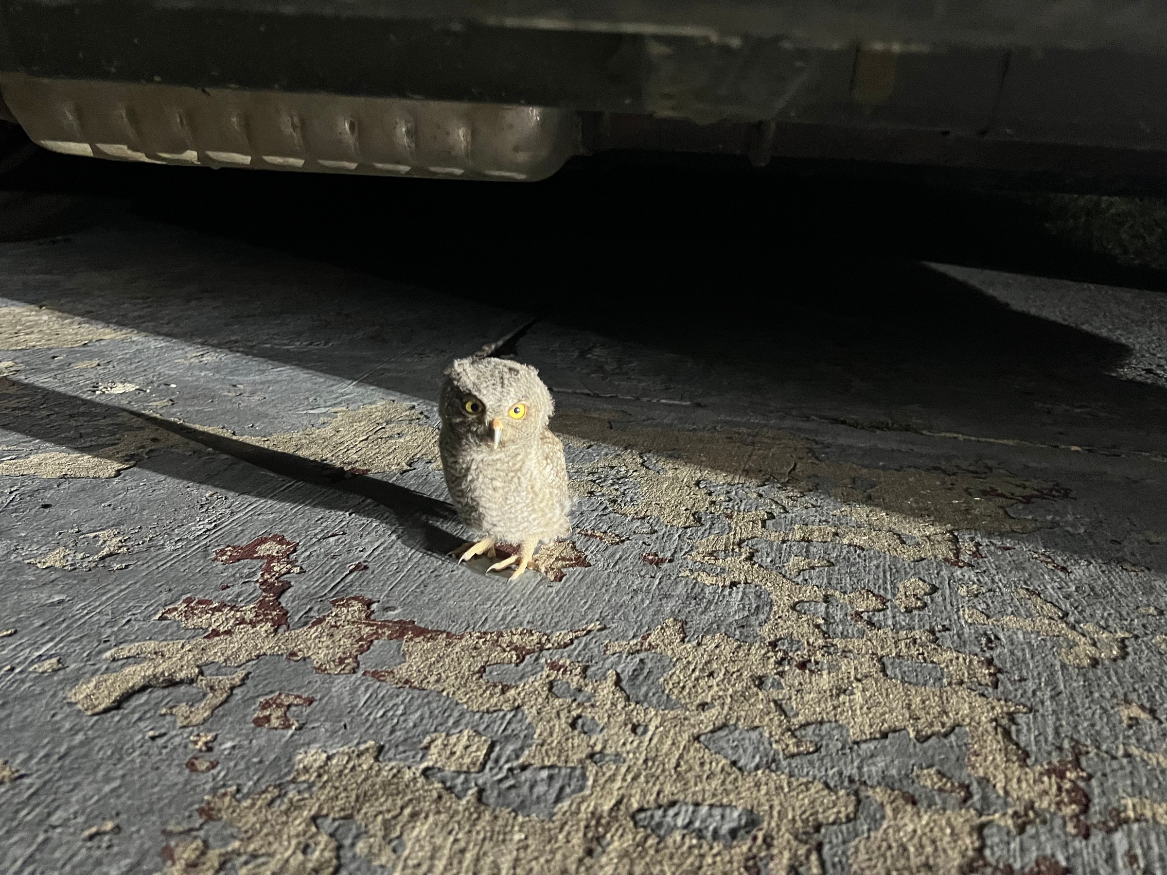 A small, fluffy gray owlet with bright yellow eyes stands on a painted concrete floor in a beam of light, with the underside of a vehicle above