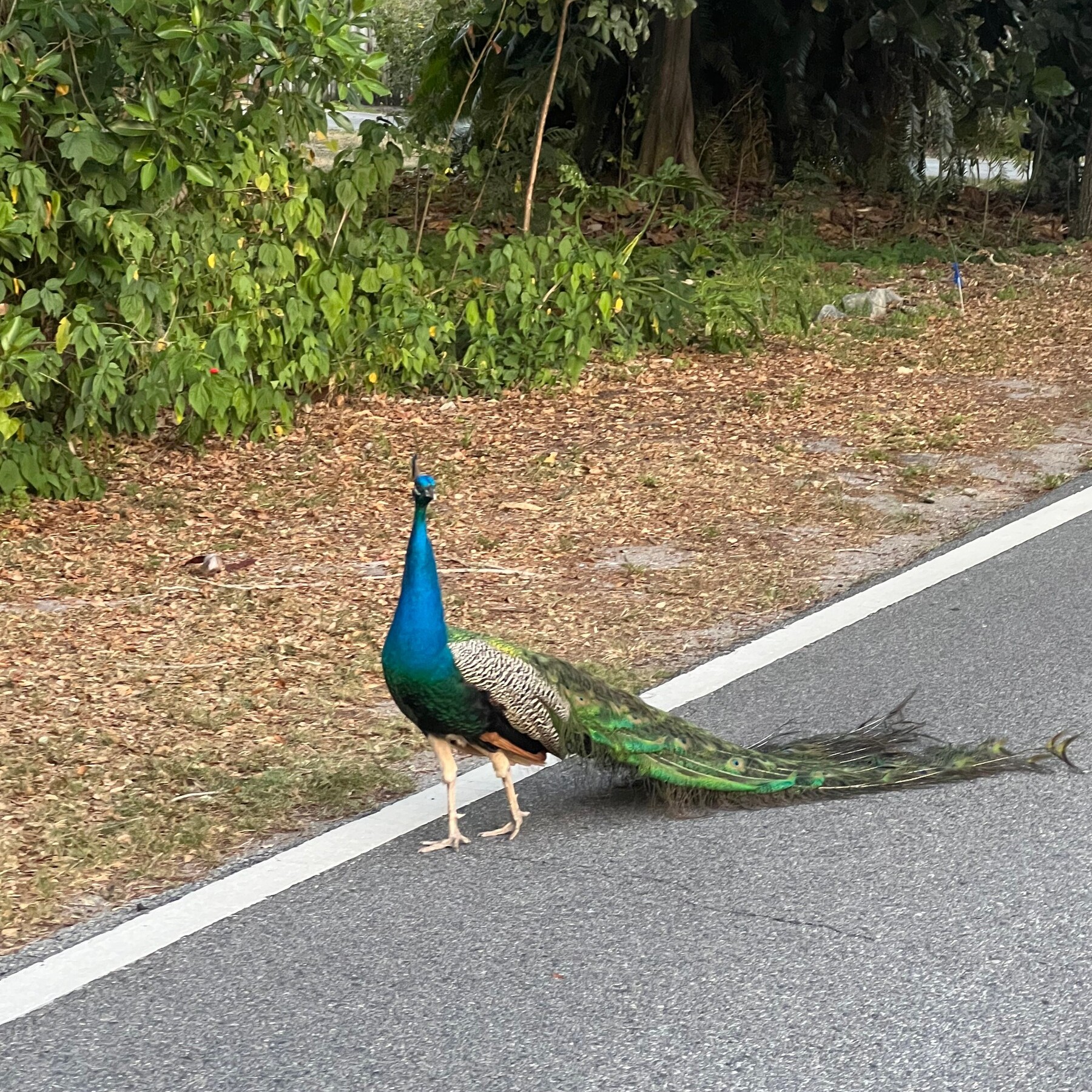 A peacock with a bright blue neck and long green tail feathers walks along the edge of a paved road beside leaf litter and shrubs